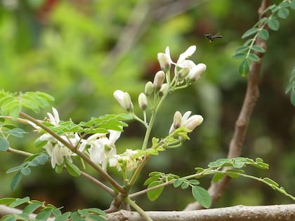 Planta de Moringa