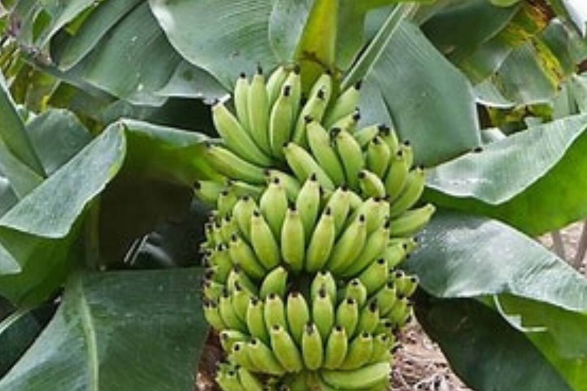 Planta de banano