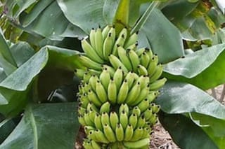 Cuáles son los secretos del banano o plátano en la alimentación de las vacas
