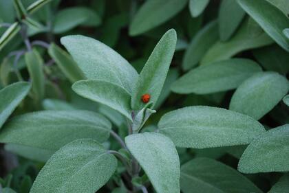 Planta de salvia (Foto: PIXABAY)