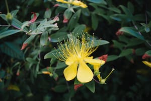 Planta y flor de Hipérico