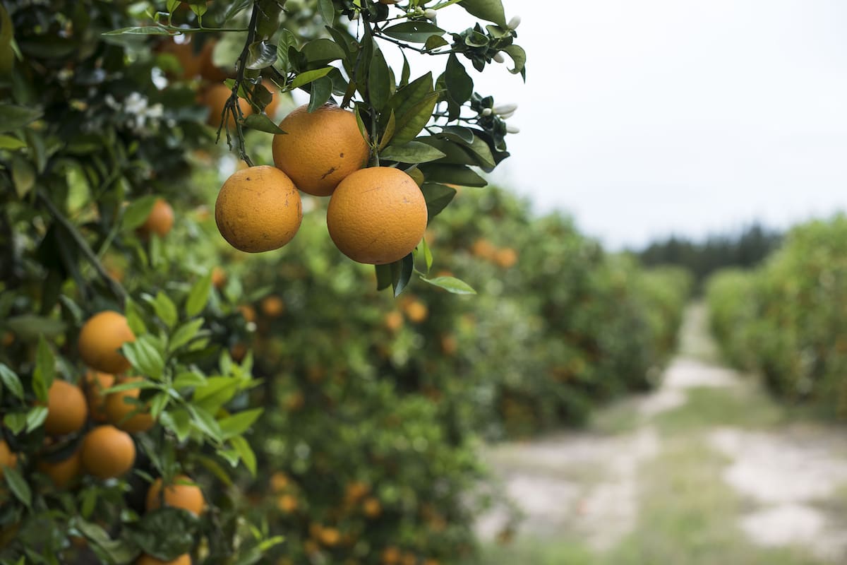 Plantacion de arandanos en concordia entre rios
03-10-19
Foto: Marcelo Manera