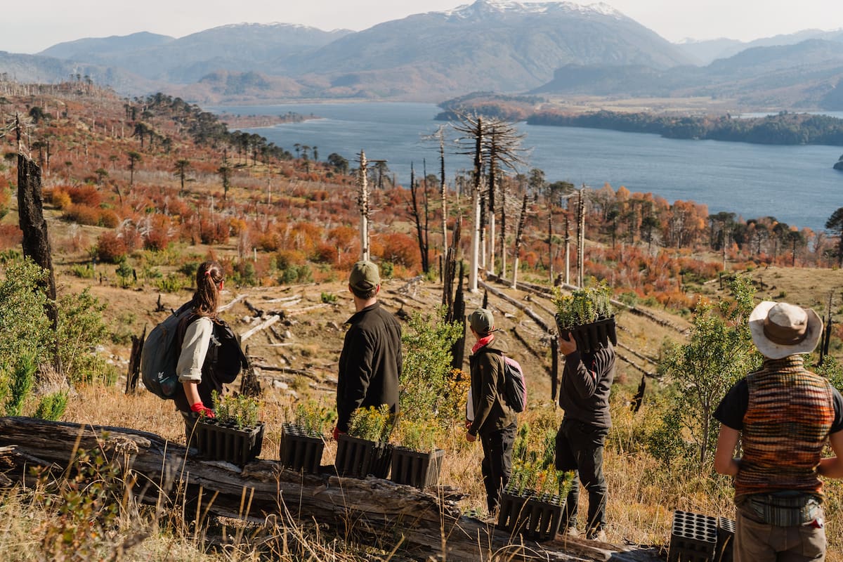 Plantación de araucarias en el Parque Nacional Lanín, un proyecto de Asociación Amigos de la Patagonia