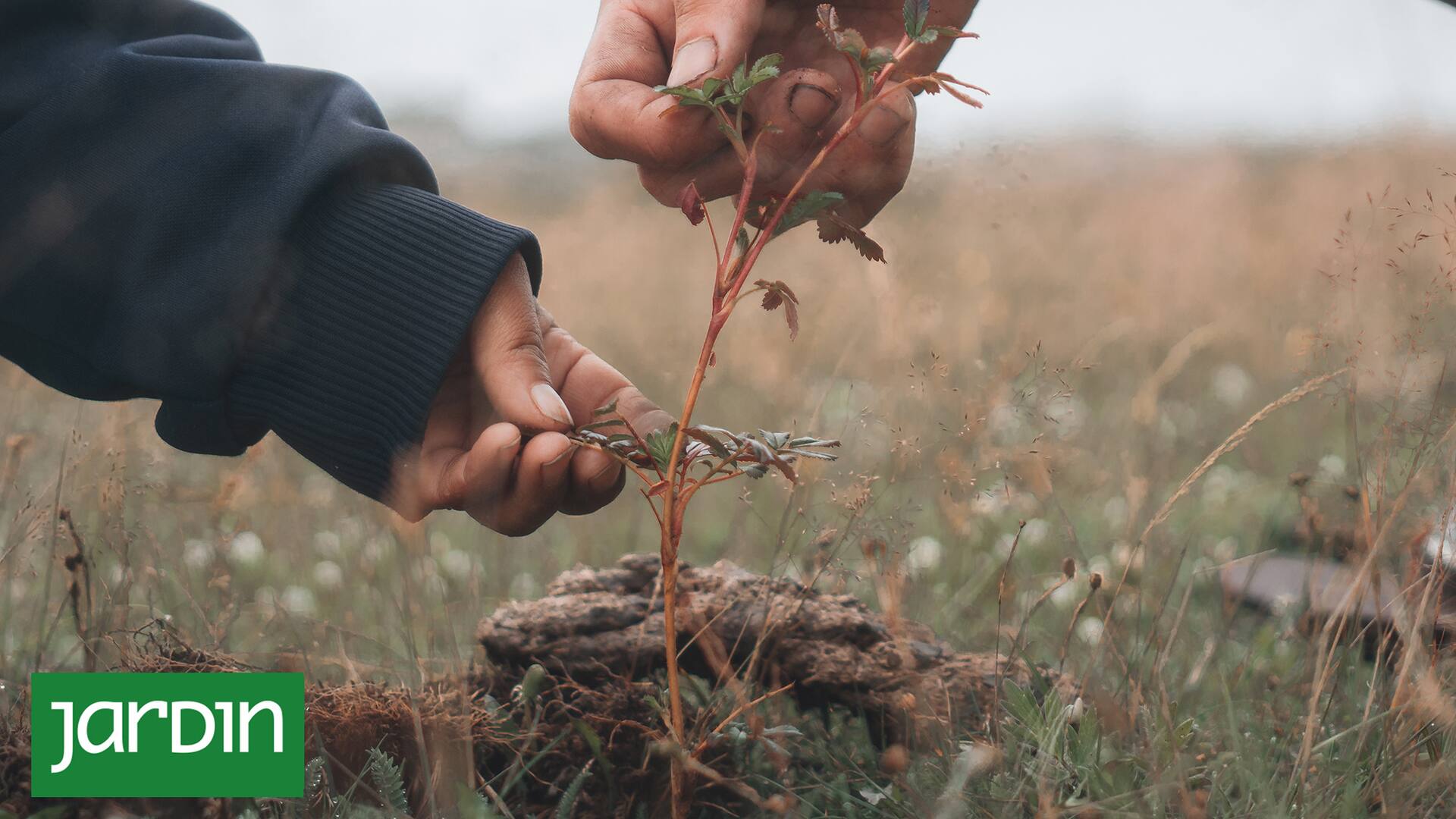 La comunidad de Bosques de Agua en las plantaciones de tabaquillo.
Foto por Emiliano Zaya.
