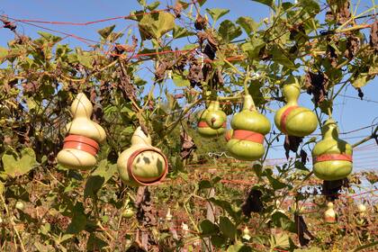 Plantación de calabazas biomoldeadas