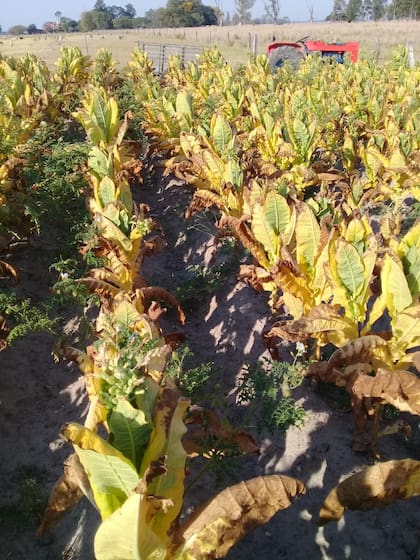 Plantación de Tabaco afectada por la sequía
