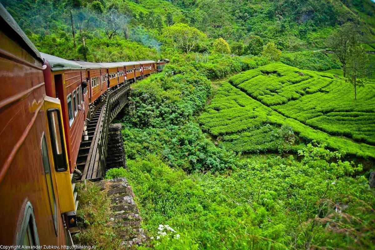 Plantación de té en Sri Lanka