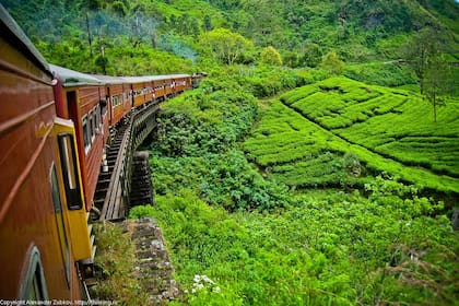 Plantación de té en Sri Lanka