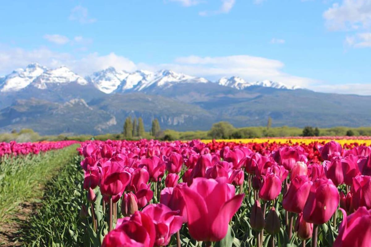 Plantación de tulipanes en Trevelin, el pueblo de Chubut que fue elegido entre los 52 mejores del mundo