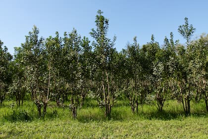 Plantación de yerba mate.