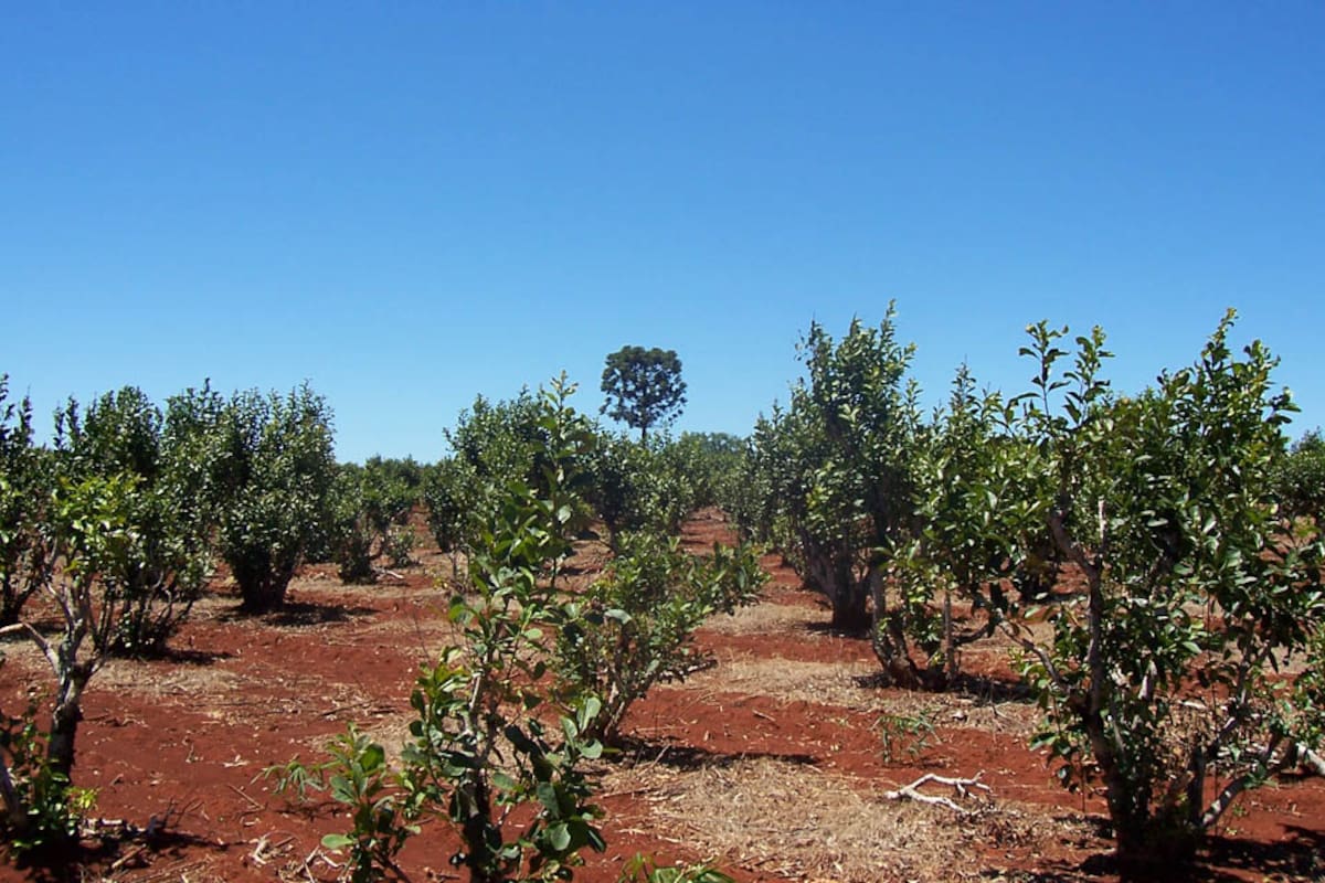 Plantación de Yerba Mate en la provincia de Misiones