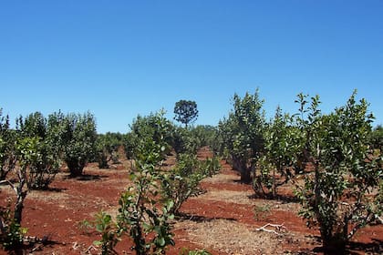 Plantación de Yerba Mate en la provincia de Misiones