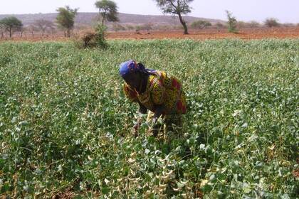 Plantación en el valle de Badaguichiri, en Nigeria, que se había convertido en un desierto a fines del siglo pasado.