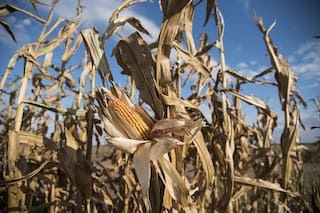 Las Buenas Prácticas Agrícolas ayudan al manejo de la resistencia a insectos