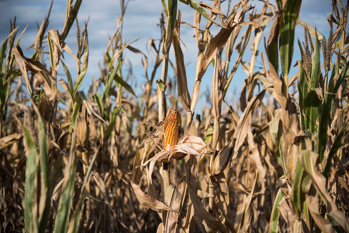 plantaciones de maiz en la zona de Monte Buey cordoba
30-04-20
Foto: Marcelo Manera