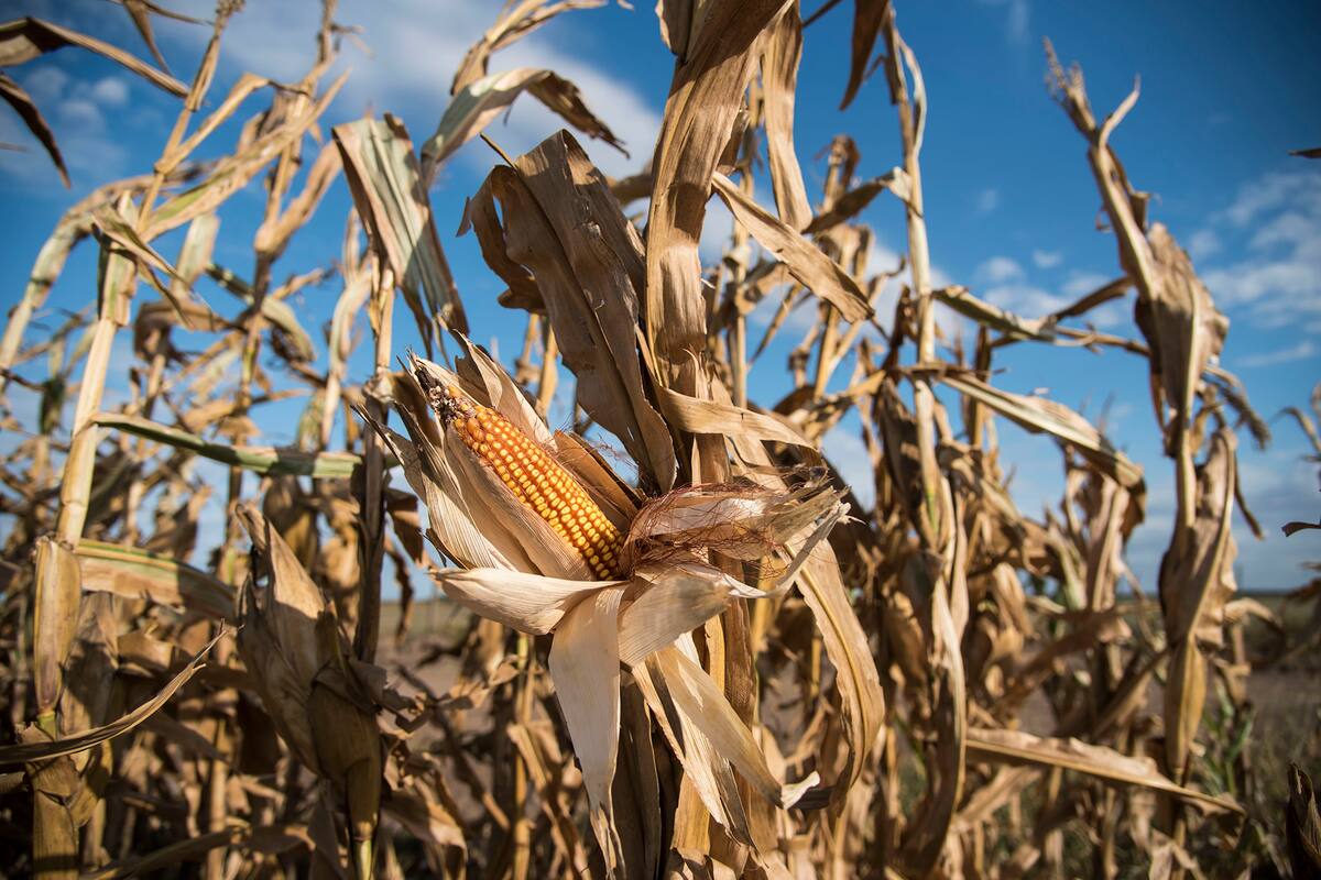 plantaciones de maiz en la zona de Monte Buey cordoba
30-04-20
Foto: Marcelo Manera