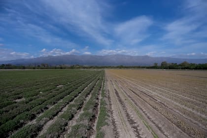 Plantaciones de orégano y romero en Villa Las Rosas