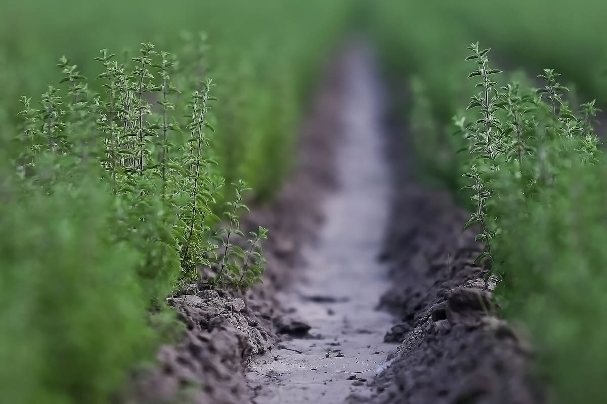 Plantaciones de orégano y romero en Villa Las Rosas