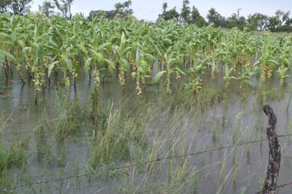 Plantaciones de tabaco bajo el agua