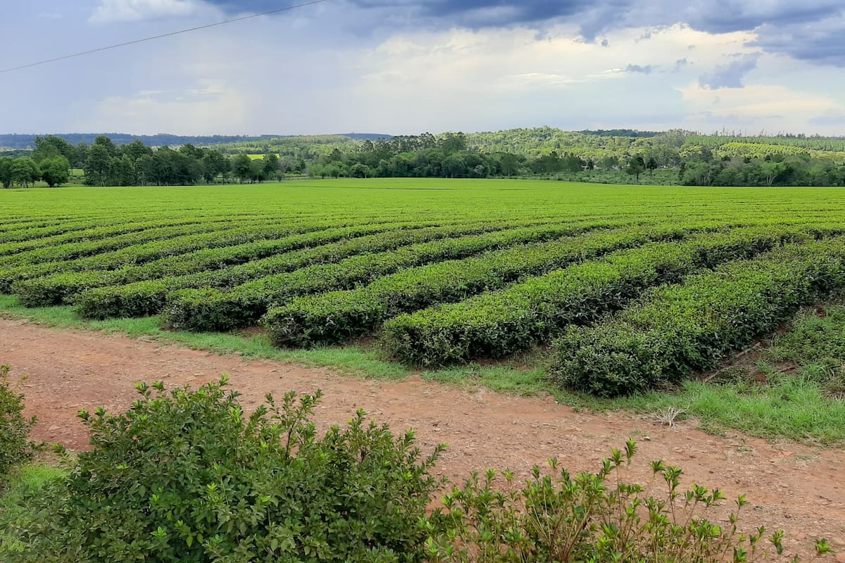 Plantaciones de té analizadas por el equipo interdisciplinario que encabezó el INTA