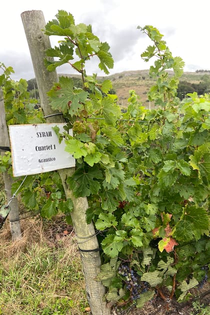 Plantaciones de uva entre las sierras de la provincia de Buenos Aires, Tandil.