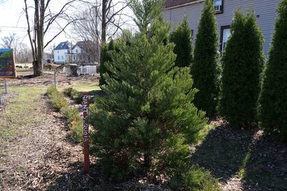 Plantan secuoyas en Detroit para mejorar el aire y celebrar el Día de la Tierra