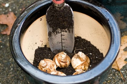 Plantar bulbos, una de las tareas jardineras del invierno que no se pueden saltear si queremos flores en primavera