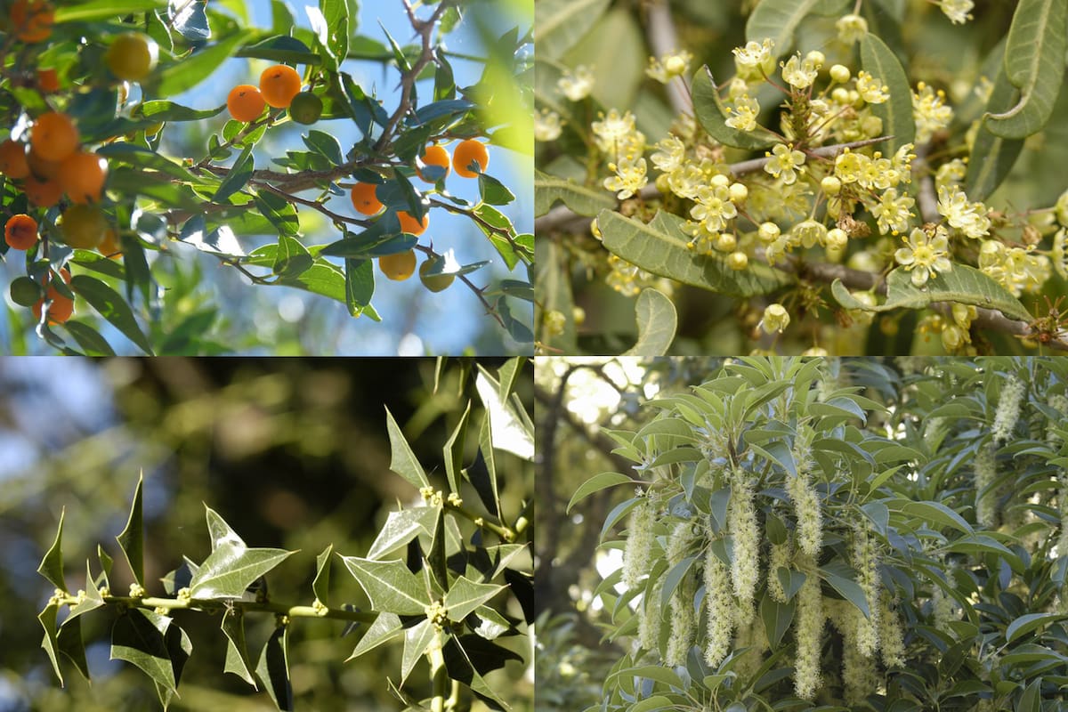 PlantArg, la ONG fundada y dirigida por el influencer Uki Deane, y Aves Argentinas buscan plantar y proteger 1.000.000 de árboles para mitigar el calentamiento global