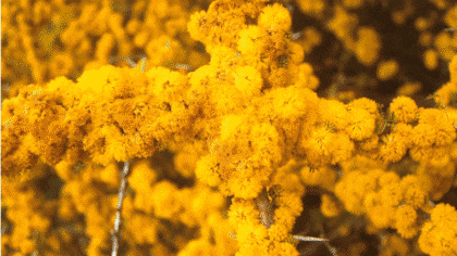 PlantArg y Aves Argentinas proponen plantar y proteger un millón de árboles en distintos puntos de la Argentina para mitigar el cambio climático