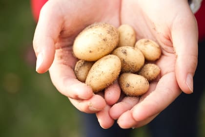 Plantarlas en casa es sencillo: se trata de elegir las más ricas al gusto propio y enterrarlas.