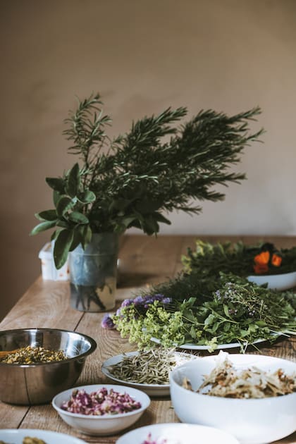 Plantas digestivas