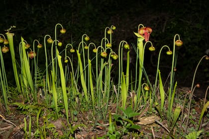 Plantas carnívoras en Jurassic Plant.