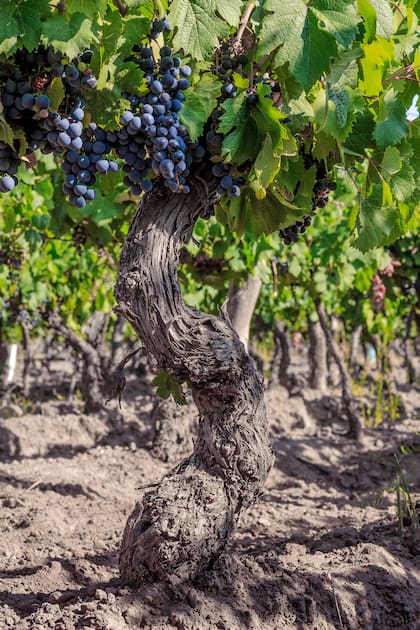 Plantas centenarias del viñedo Angélica, en Mendoza