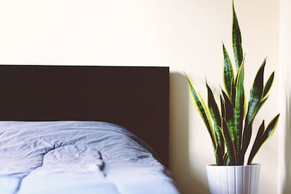 Plantas como la sansevieria contribuyen a mejorar la calidad del aire en los espacios interiores