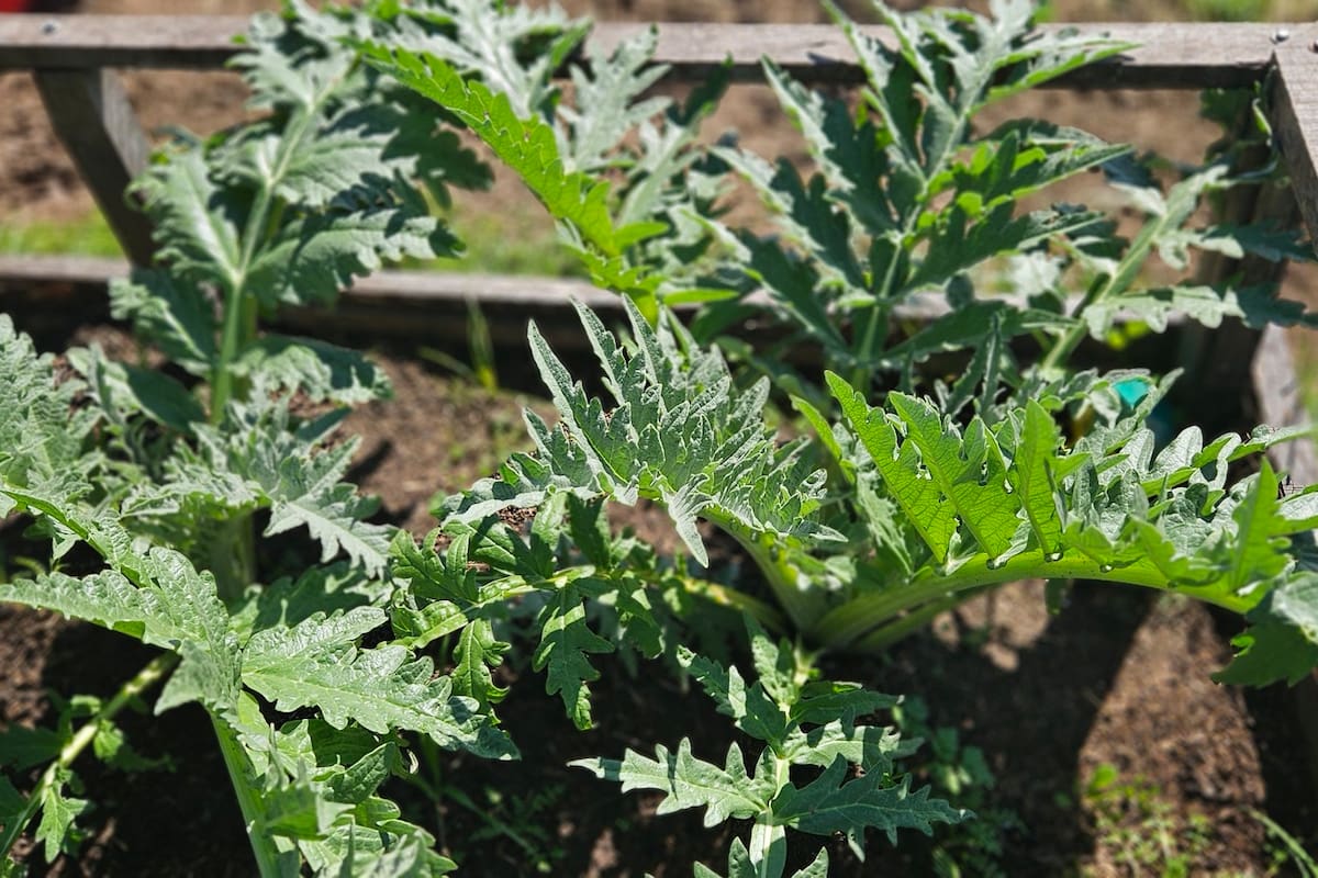 Plantas de alcauciles a pleno; no son difíciles, pero es mejor empezar por especies con menos exigencias