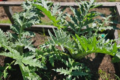 Plantas de alcauciles a pleno; no son difíciles, pero es mejor empezar por especies con menos exigencias