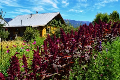 Plantas de amaranto en la huerta de la Chacra.