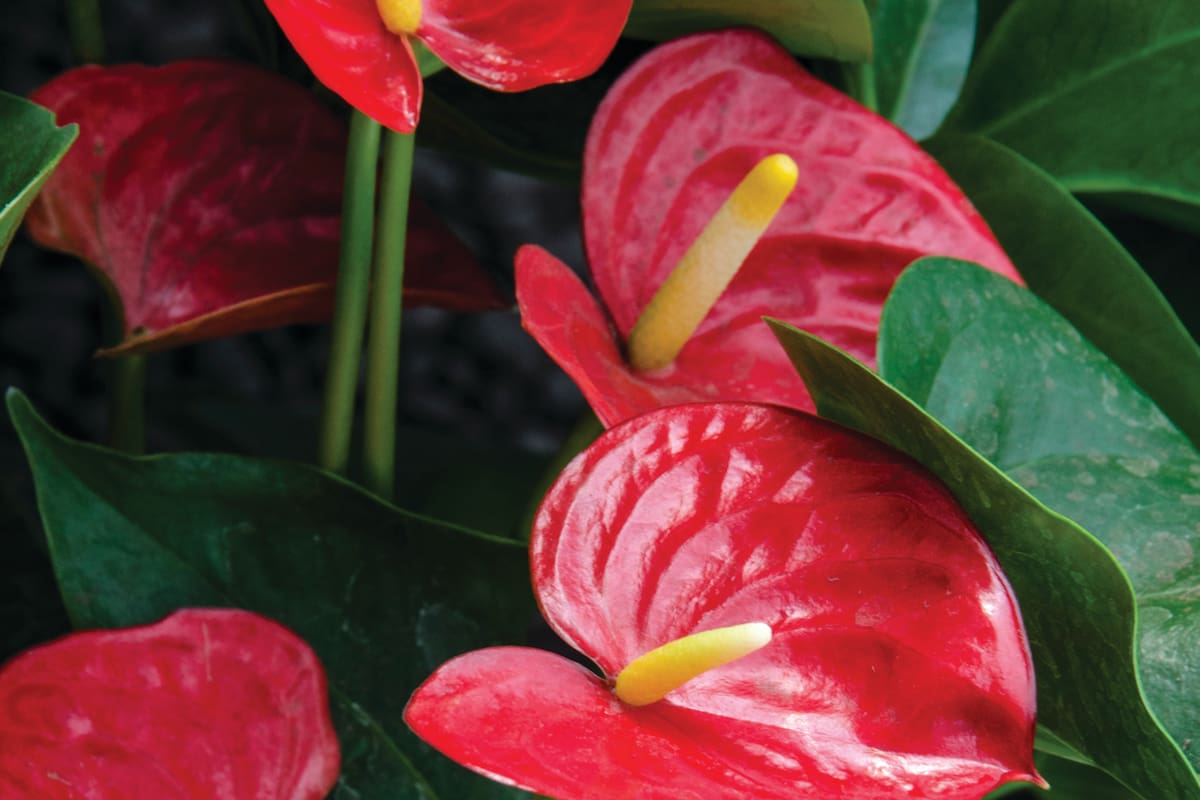 Plantas de interior con flores.