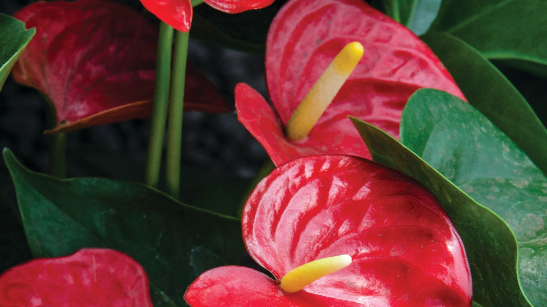 Plantas de interior con flores.
