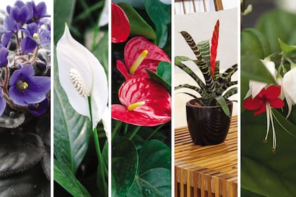 Plantas de interior con flores.