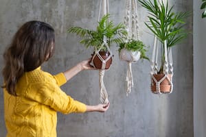 Las 5 plantas colgantes más lindas para dar vida a la casa