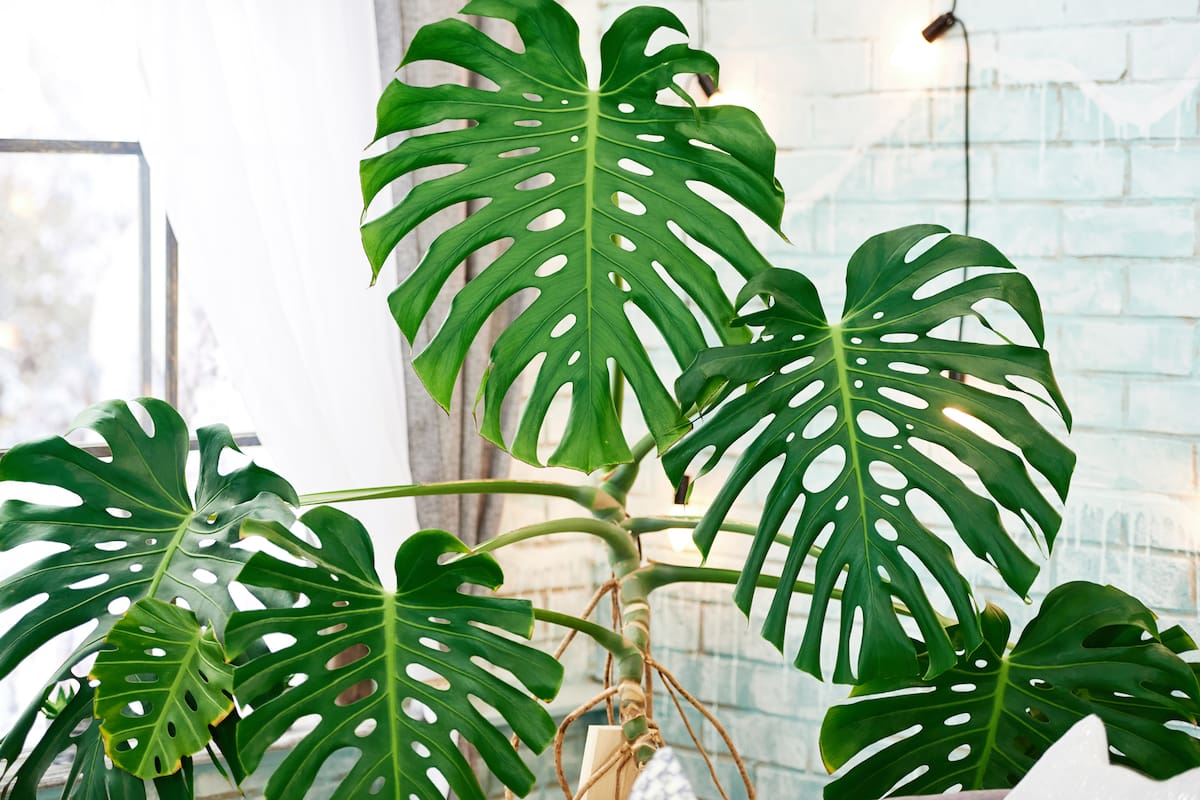 Cuatro plantas de interior que crecen sin tierra: opciones ideales para tus espacios 1 Cuatro plantas de interior que crecen sin tierra: opciones ideales para tus espacios