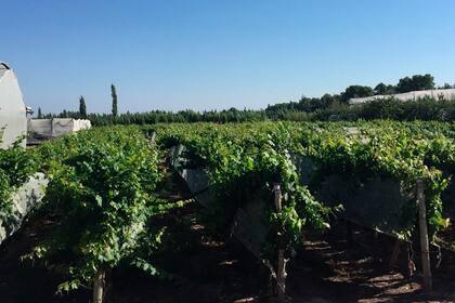 Plantas de la colección de clones de malbec del Vivero Mecier utilizadas en el proyecto Iberogen