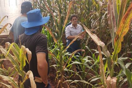 Plantas de maíz con síntomas de achaparramiento