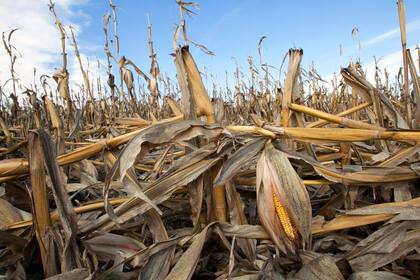 Plantas de maíz debilitadas por la sequía yacen en el suelo después de una fuerte lluvia, el 19 de septiembre de 2012, en Bennington, Nebraska. (AP Foto/Nati Harnik, archivo)