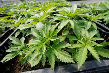 Plantas de marihuana en Hepworth Farms,  Milton, Nueva York, el 15 de julio del 2022. (Foto AP/Mary Altaffer)