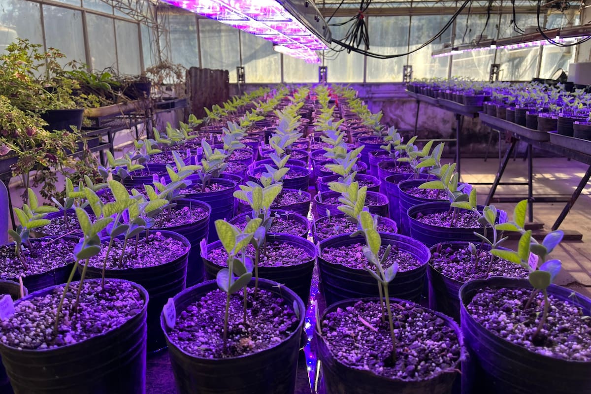 Plantas de soja del programa de introgresión del trait alto porcentaje de vainas con cuatro semillas en el invernadero del LEFIVE