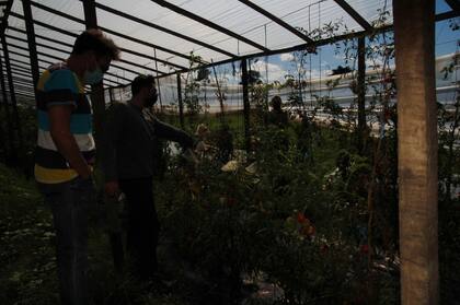 Plantas de tomates antiguos en uno de los invernaderos