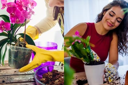 Plantas en maceta: echarle excesiva cantidad de agua puede dañarlas (Foto: iStock)