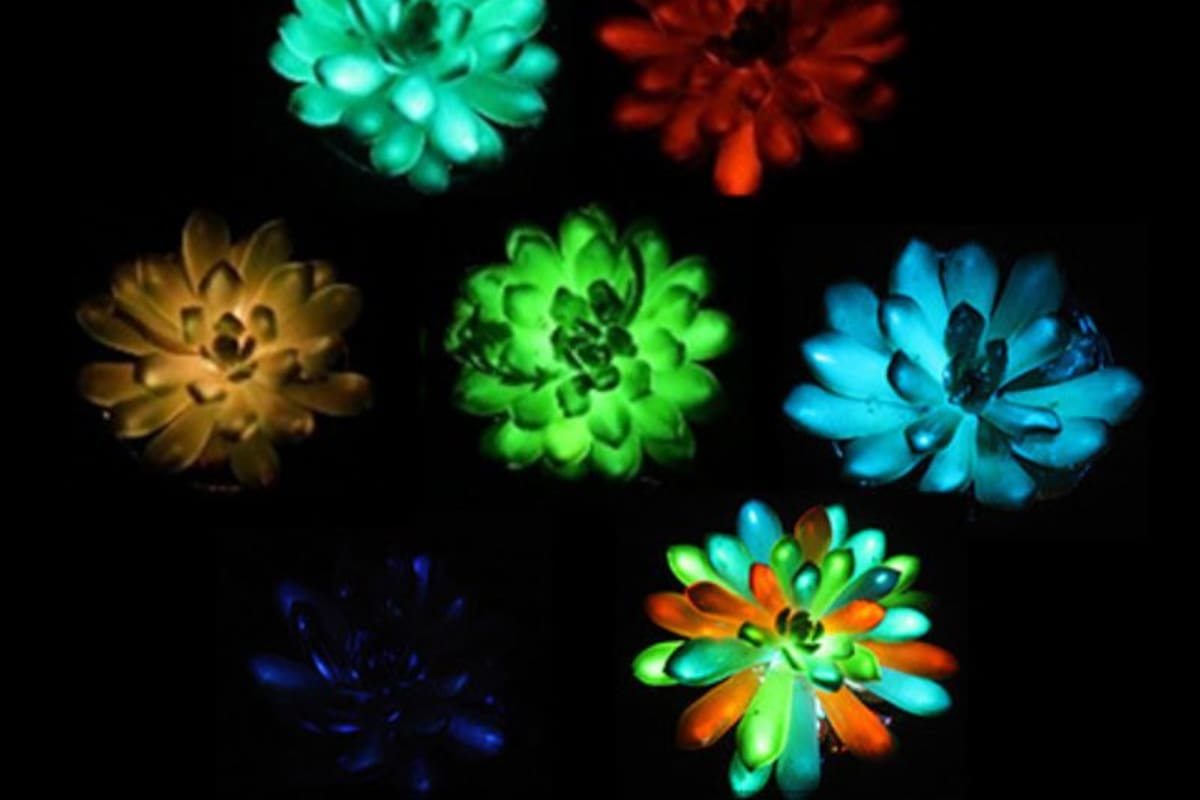 Plantas luminiscentes multicolores y ultrabrillantes construidas con micropartículas